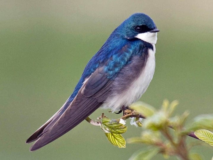 north texas tree swallows