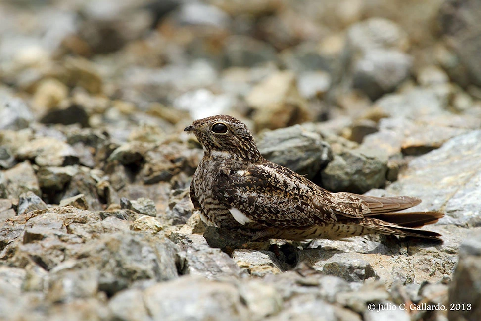 Antillean Nighthawk Animal Database Fandom
