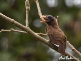 Bristle-nosed Barbet