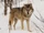 Eurasian Wolf
