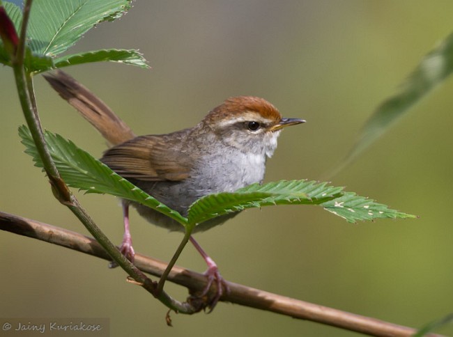 Brown-flanked Bush Warbler, Animal Database