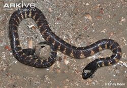 Spine-tailed-sea-snake