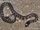 Spine-tailed Seasnake