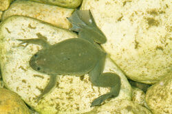 Xenopus vestitus