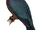 Vanuatu Imperial Pigeon