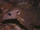 Long-footed Treeshrew