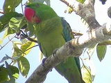 Great-billed Parrot