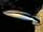 Bluestreak Cleaner Wrasse