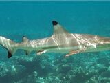 Blacktip Reef Shark