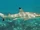 Blacktip Reef Shark