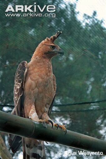 Javan Hawk Eagle Animal Database Fandom