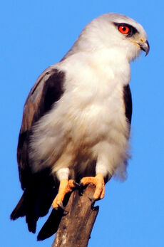 Black Eagle, Animal Database