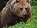 Eurasian Brown Bear