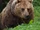 Eurasian Brown Bear