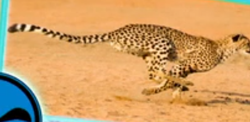 Cheetah | Animal Database | Fandom