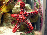 Red-knobbed Starfish