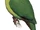 Sula Fruit Dove