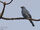 Barred Cuckooshrike