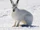 Arctic hare