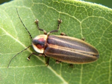 Adult firefly