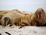 Walrus