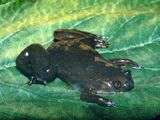 Lake Victoria Clawed Frog