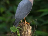 Fiji Goshawk
