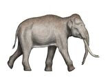 Straight-tusked elephant