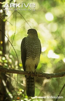 Madagascar Sparrowhawk