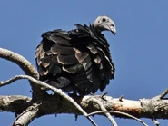 60317231-720px.jpg (51 KB) Juvenile (Northern)