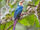 White-headed Wood Hoopoe