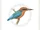 Ryukyu Kingfisher