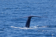 Blue Whale24