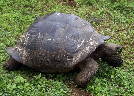 A Galapagos Tortoise.