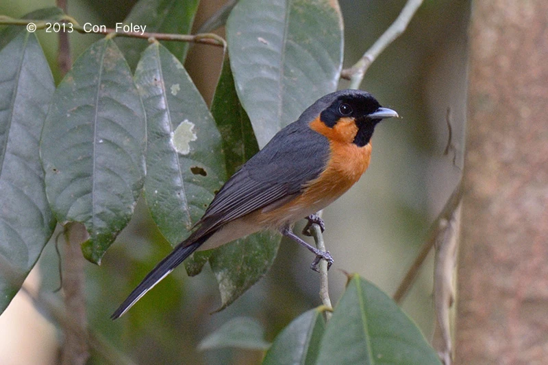Spectacled Monarch | Animal Database | Fandom