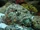 Reef Stonefish