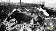 Thylacine at Mawbanna photo in 1952-1953