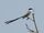 Fork-tailed Flycatcher