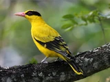 Black-naped Oriole
