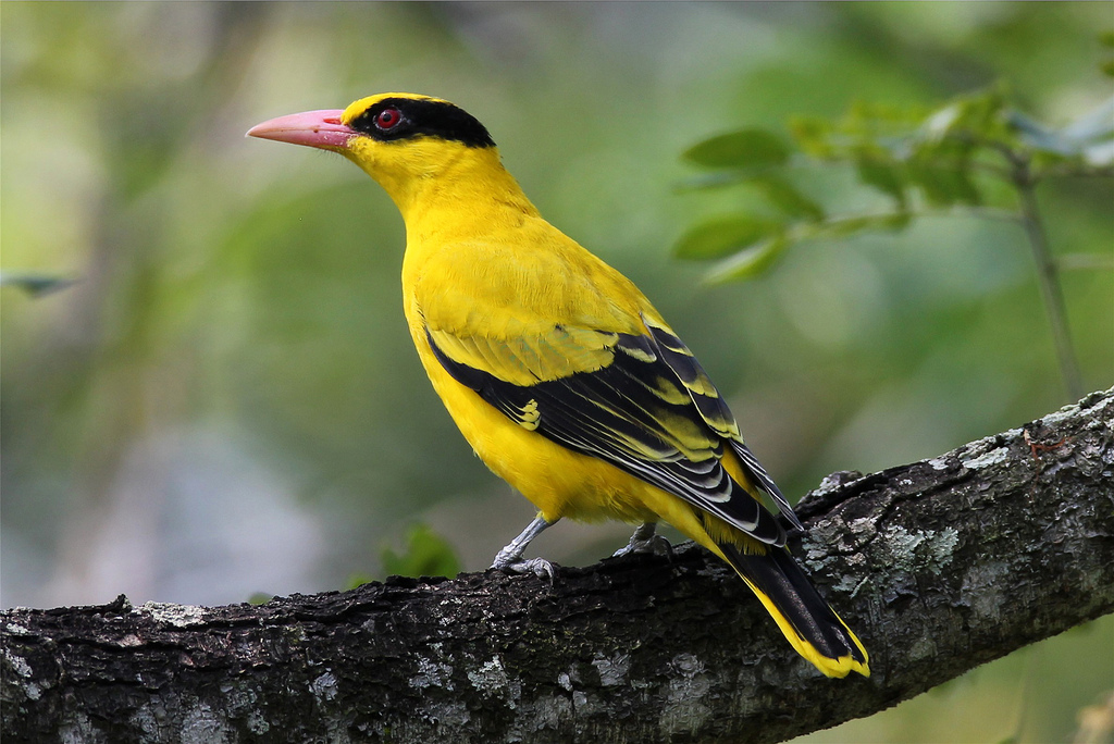 Black-naped oriole - Wikipedia