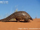 Ground Pangolin