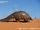 Ground Pangolin