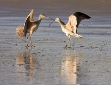 
Male and female Long-billed Curlew, Numenius americanus, mutual courtship display