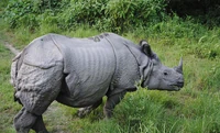 Indian Rhino