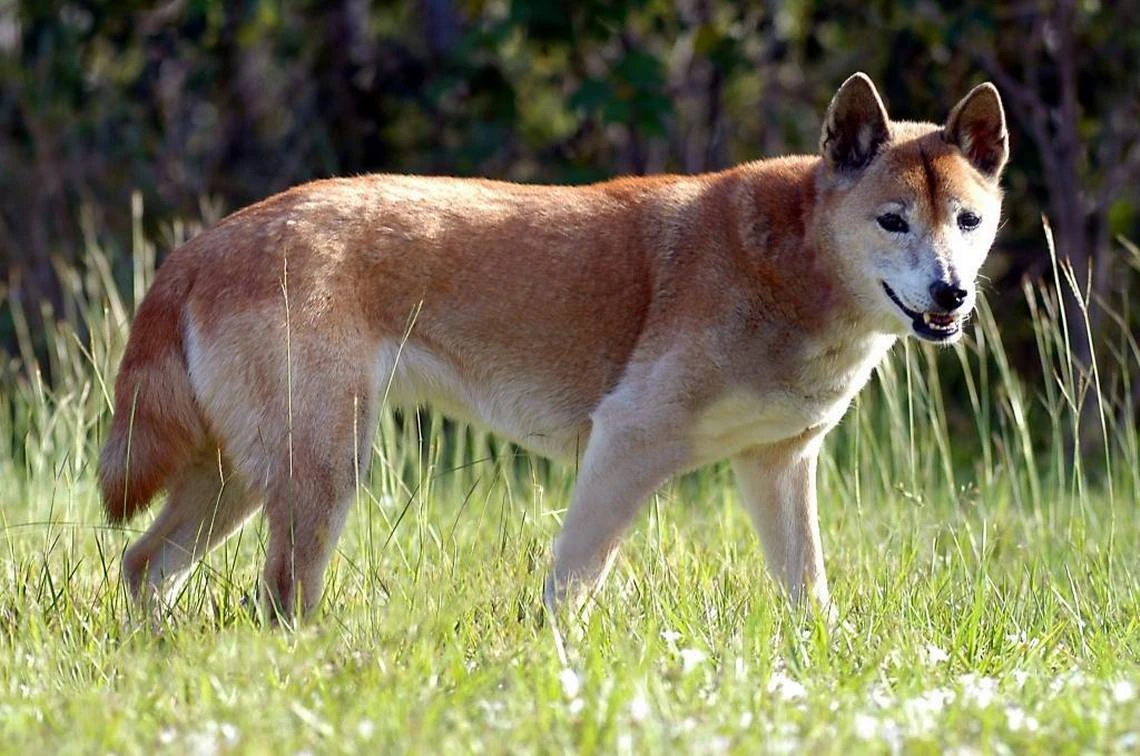 New Guinea Singing Dog Animal Database Fandom