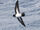 White-bellied Storm Petrel