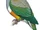 Wallace's Fruit Dove