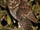 Luzon Scops Owl