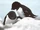 Little Auk