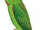 Great Hanging Parrot